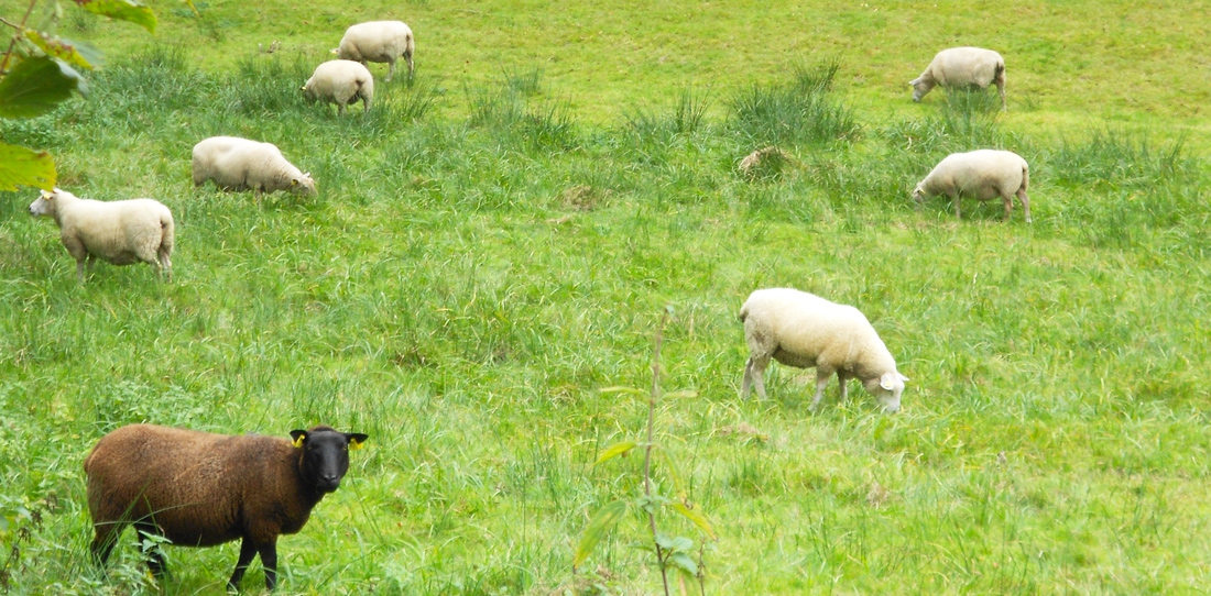 La laine de mouton, matière première vivante de la tapisserie