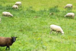 La laine de mouton, matière première vivante de la tapisserie